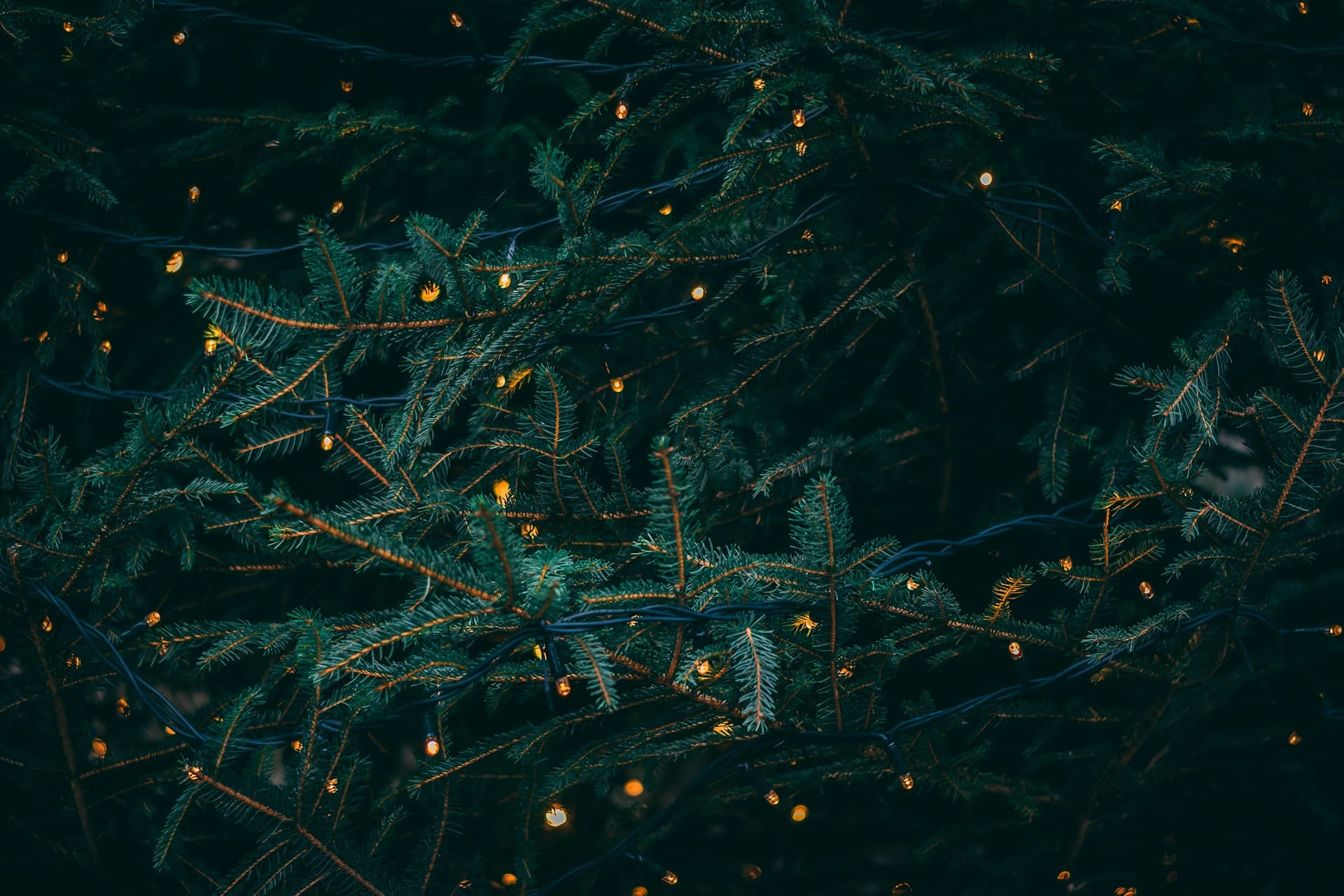 Christmas garland with warm fairy lights on evergreen branches for wholesale programs