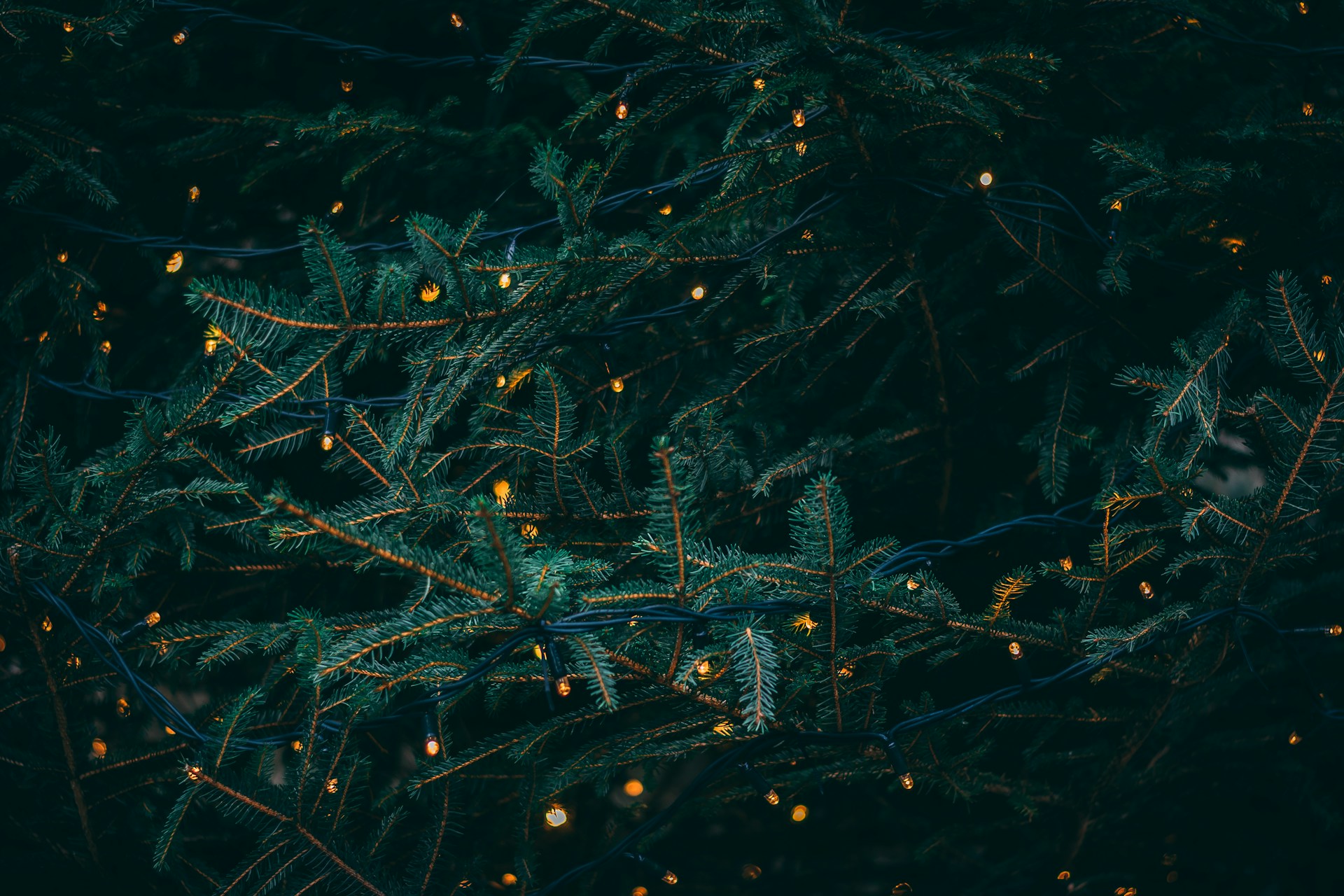 Christmas garland with warm fairy lights on evergreen branches for wholesale programs